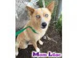 Adopt Lilac a Australian Cattle Dog (Blue Heeler)