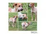 Adopt Georgia a RedGoldenOrangeCh estnut Coonhound  Beagle  Mixe