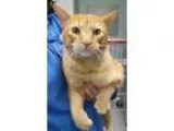 Adopt Elton a Orange or Red Domestic Shorthair  Mixed cat in Car