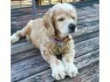 Adopt Misty 12yr a TanYellowFawn Cocker Spaniel  Mixed dog in Me