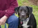 Adopt Buddy Brown a Labrador Retriever  Rottweiler  Mixed dog in