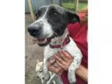 Adopt Penny a Rat Terrier