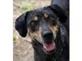 Adopt Majesty a Hound (Unknown Type)  Mixed dog in Oakland CA (1