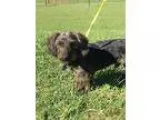 Adopt Bear a Black Poodle (Miniature)  Beagle  Mixed dog in Covi
