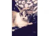 Adopt Bic a Cream or Ivory Siamese (short coat) cat in Addison I