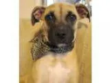 Adopt Sugar a Boxer Hound