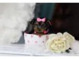 Ddes b teacup yorkie puppies available quot quot