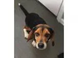 Adopt Bailey ADOPTION PENDING a Beagle Basset Hound