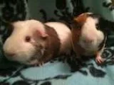 Hairy Situation