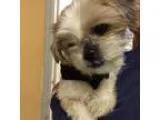 Adopt Pancho a White - with Tan Yellow or Fawn Shih Tzu  Mixed d