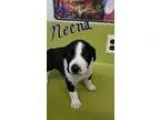 Adopt Neena a Boxer