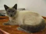 Adopt APRIL a Siamese  Mixed (medium coat) cat in Santa Clara CA