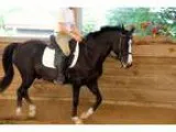 Welsh Ponies for sale with great temperament