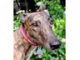 Adopt Kells Carmen (Adoption Pending) a Greyhound