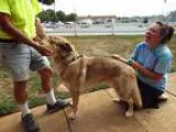 Adopt JayZee a RedGoldenOrangeCh estnut - with White Alaskan Mal