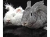 Adopt Sullivan and Josie a Flemish Giant Angora Rabbit