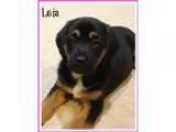 Adopt Leia a Tricolor (TanBrown and Black and White) Shepherd (U