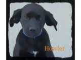 Adopt Howler a Black - with White Labrador Retriever  Hound (Unk