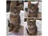 Adopt F kittens a Brown Tabby Domestic Shorthair (short coat) ca