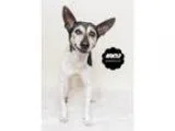 Adopt Arnold a White - with Black Rat Terrier  Mixed dog in Wyan