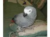 Well tame african grey