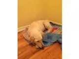Adopt GRATO a White Labrador Retriever  Mixed dog in Edmonton AB