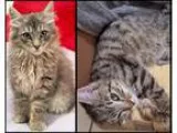 Adopt Birdie and Elmo Beautiful Baby Brothers a Maine Coon