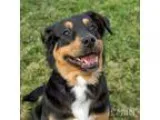 Adopt Hazel a Rottweiler Spaniel
