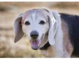 Adopt Finn a Tricolor (TanBrown and Black and White) Beagle  Mix