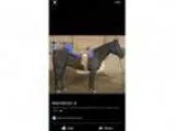 Black Qh Gelding Gaming horse Trail horse