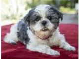 Adopt Yasmin a Shih Tzu