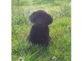 Adopt Blush a Golden Retriever Coonhound
