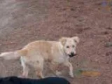 Adopt Shellie - VIDEO - PENDING ADOPTION a Golden Retriever