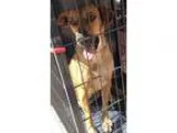 Adopt Buddy a Boxer Yellow Labrador Retriever