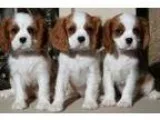 Jo4 Cavalier King Charles Spaniels Pups for sale N