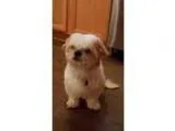 Adopt Carmello a Shih Tzu