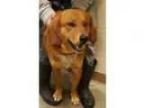 Adopt JAY a Golden Retriever Terrier
