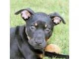 Adopt Fegus a Hound German Shepherd Dog