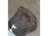 Adopt Mimi a Pit Bull Terrier