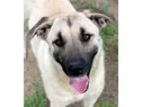 Adopt Thelma a Labrador Retriever Hound