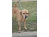 Adopt Joe Boxer a Labrador Retriever Hound