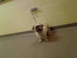 Adopt TANGO a Shih Tzu  Mixed dog in Denver CO (15321381)
