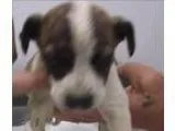 Adopt Wendy a Australian Cattle Dog (Blue Heeler)