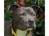 Adopt Samson a American Pit Bull Terrier  Mixed dog in Oakland C