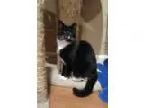 Adopt Mona a Black and White or Tuxedo Domestic Shorthair (short