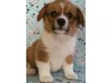 Wa pembroke welsh corgi puppies