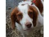 Adopt Miles  a Brittany Spaniel