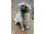 Adopt Gulliver a TanYellowFawn - with Black Australian Shepherd 