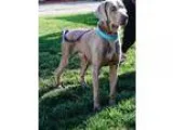 Adopt Pancho a GraySilverSalt and Pepper - with White Weimaraner