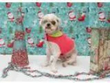 Queenie - Female ChihuahuaTerrier (Unknown Type Small) Mix